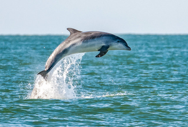 A bottlenose dolphin has a whale of a time in New Quay Bay, Wales, UK on October 3, 2024. (Photo by Sarah Michelle Wyer/Picture Exclusive)