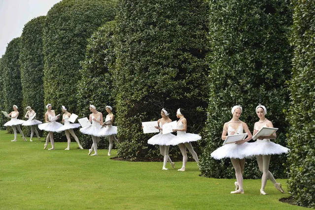 Members of the English National Ballet pose outside The Orangery restaurant at Kensington Palace in London May 22, 2012, as part of a publicity event for a summer charity fundraiser with Swan Lake as the theme