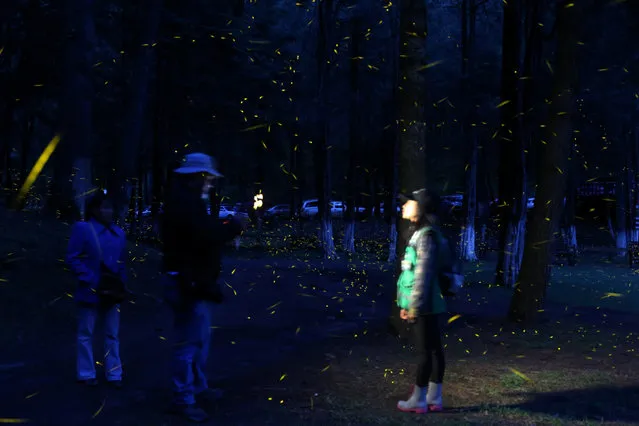 Fireflies seeking mates light up in synchronised bursts as a cameraman talks to a tour guide inside a forest at Piedra Canteada sanctuary near the town of Nanacamilpa, Tlaxcala state, Mexico, July 24, 2017. (Photo by Edgard Garrido/Reuters)