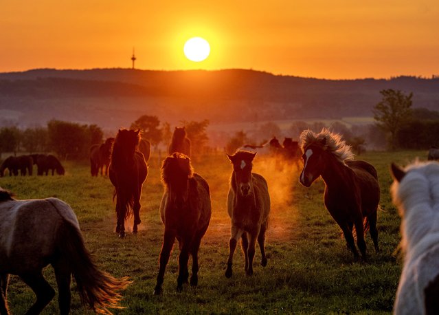 Icelandic horses frolic in their paddock at a stud farm in Wehrheim near Frankfurt, Germany, Saturday, May 7, 2022. (Photo by Michael Probst/AP Photo)