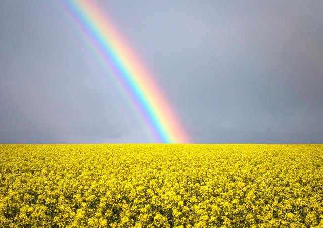 A sea of yellow rapeseed in bloom with a rainbow during a day of mixed weather near Amesbury in Wiltshire, UK early April 2024. (Photo by Nick Bull/Picture Exclusive)