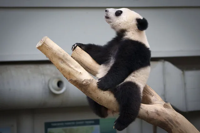 Female panda Sheng Yi, born in Malaysia in 2021, sits on tree during her first birthday at the National Zoo in Kuala Lumpur, Malaysia, Tuesday, May 31, 2022. (Photo by Vincent Thian/AP Photo)