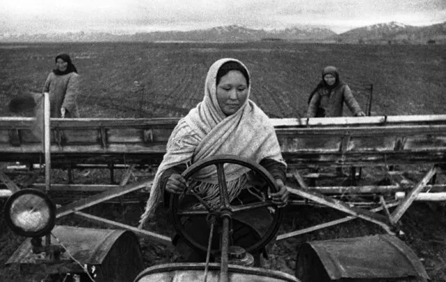 Young Soviet girl tractor-drivers of Kirghizia, efficiently replacing their friends, brothers and fathers who went to the front. A girl tractor driver of the sowing sugar beet, on August 26, 1942. (Photo by AP Photo)