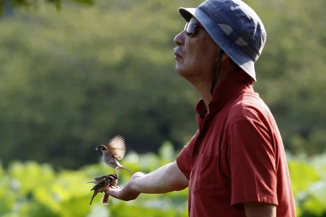 A man feeds wild sparrows at Shinobazu Pond in Tokyo's Ueno Park, Monday, July 27, 2015. As temperatures rose to some 35 degree Celsius (95 degree Fahrenheit) in the central Tokyo, many people cooled off near this manmade pond filled with lotus plants. (Photo by Ken Aragaki/AP Photo)