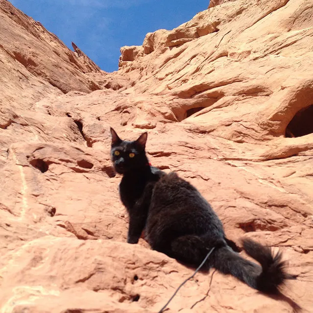 Millie The Adopted Cat Is The Best Climbing