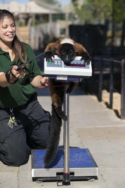 Zoo keeper Angel Lawson, handles Cid, a red-ruffed lemur, who is weighed at 4.34kg during the annual weight-in ZSL London Zoo on August 21, 2014 in London, England. The height and mass of every animal in the zoo, of which there are over 16,000, is recorded and submitted to the Zoological Information Management System. This is combined with animal measurement data collected from over 800 zoos and aquariums in almost 80 countries, from which zoologists can compare information on thousands of endangered species. (Photo by Oli Scarff/Getty Images)