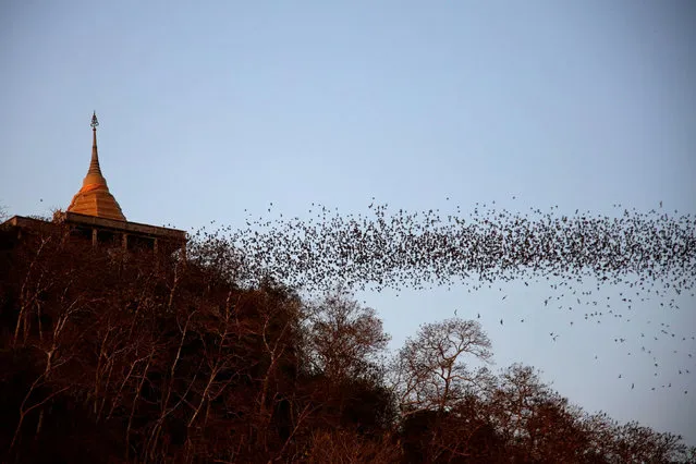 Bats fly out of the cave at Wat Khao Chong Phran in Ratchaburi, Thailand on March 13, 2020. (Photo by Juarawee Kittisilpa/Reuters)