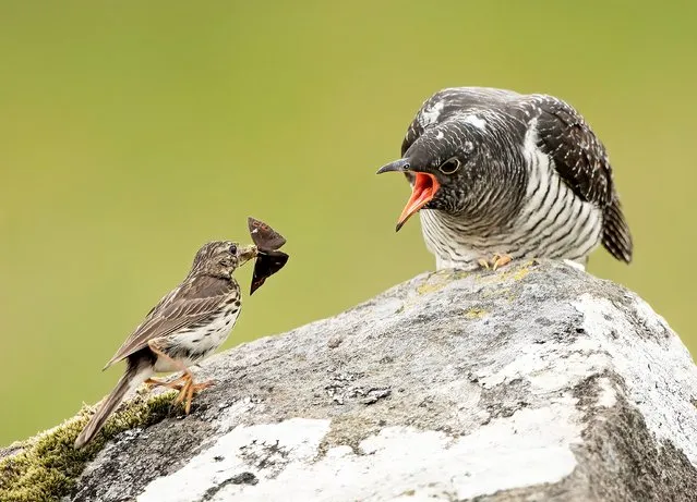 A small meadow pipit (left) is run off her feet as she tries to keep up with the demanding feeding schedule of an imposter - a larger cuckoo (right) on the Isle of Mull, Scotland in August 2022. (Photo by Graeme Cuerden/Solent News & Photo Agency)