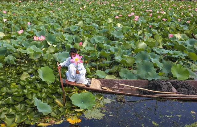 A boat man plucks lotus flower from a lotus plantation in the interiors of Dal Lake in Srinagar, the summer capital of Indian Kashmir, 29 August 2022. (Photo by Farooq Khan//EPA/EFE/Rex Features/Shutterstock)