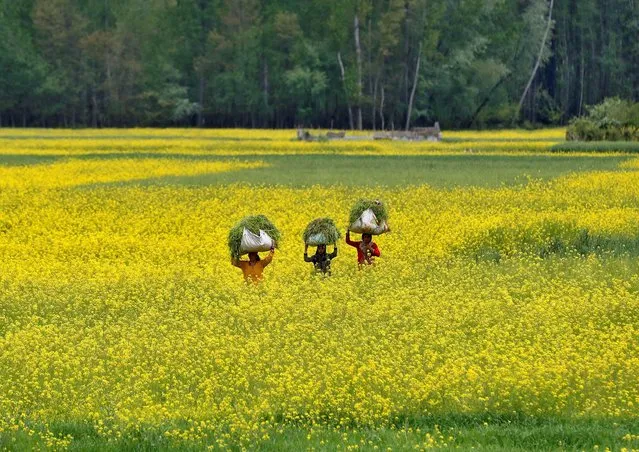 Women carry fodder for their cattle through a mustard field on Earth Day, amid concerns about the spread of the coronavirus disease (COVID-19), on the outskirts of Srinagar on April 22, 2020. (Photo by Danish Ismail/Reuters)