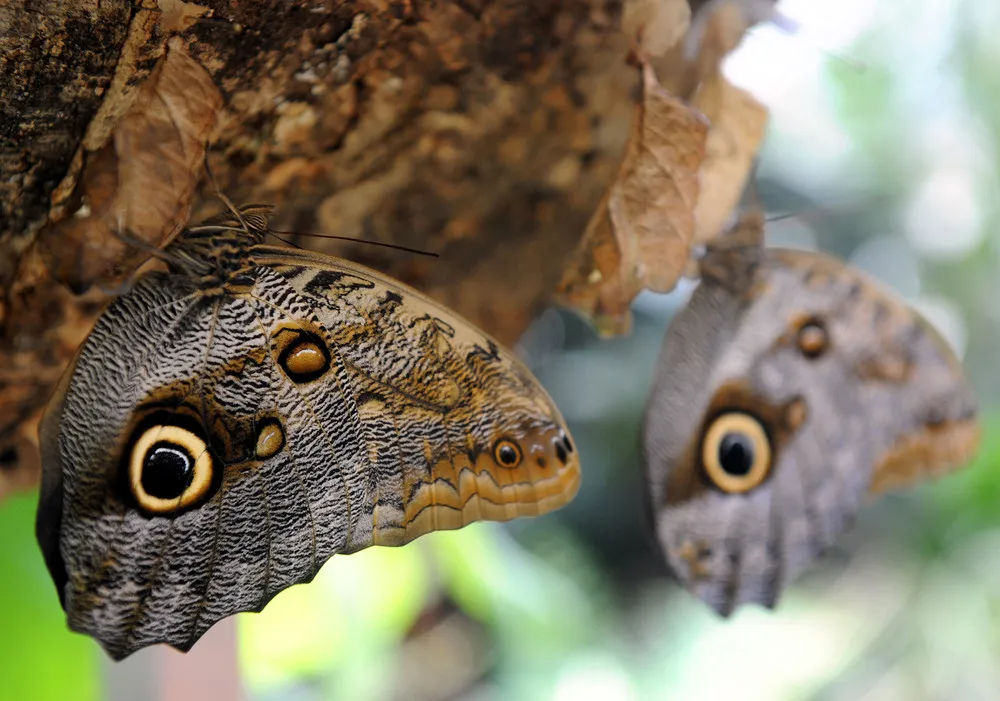 Pictures of Recent Events: Animals [September 2012]