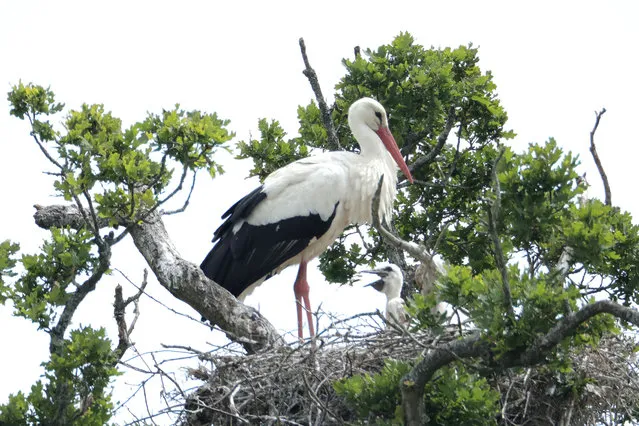 A White Stork tends to chicks on a nest on May 27, 2020 in Horsham, England. The birds are one of several breeding pairs in an area of Horsham, and the first to have chicks. The last hatchlings recorded in the UK, were on the roof of St Giles Cathedral in Edinburgh, in 1416. The White Stork project, who have been monitoring the birds, hope to restore a population in southern England to around 50 breeding pairs by 2030. (Photo by Dan Kitwood/Getty Images)