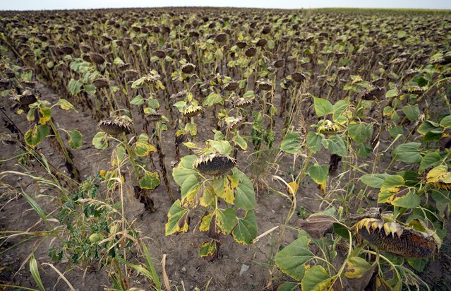 Wilted sunflowers in a field near the village of Conoplja, 150 kilometers north-west of Belgrade, Serbia, Tuesday, August 9, 2022. Drought in Serbia have led to forecasts for this year's harvests being reduced. (Photo by Darko Vojinovic/AP Photo)