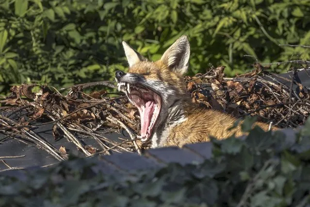 Scavenging in the city proves tiring work for this fox in south London. United Kingdom on October 12, 2022. (Photo by Jack Hill/The Times)