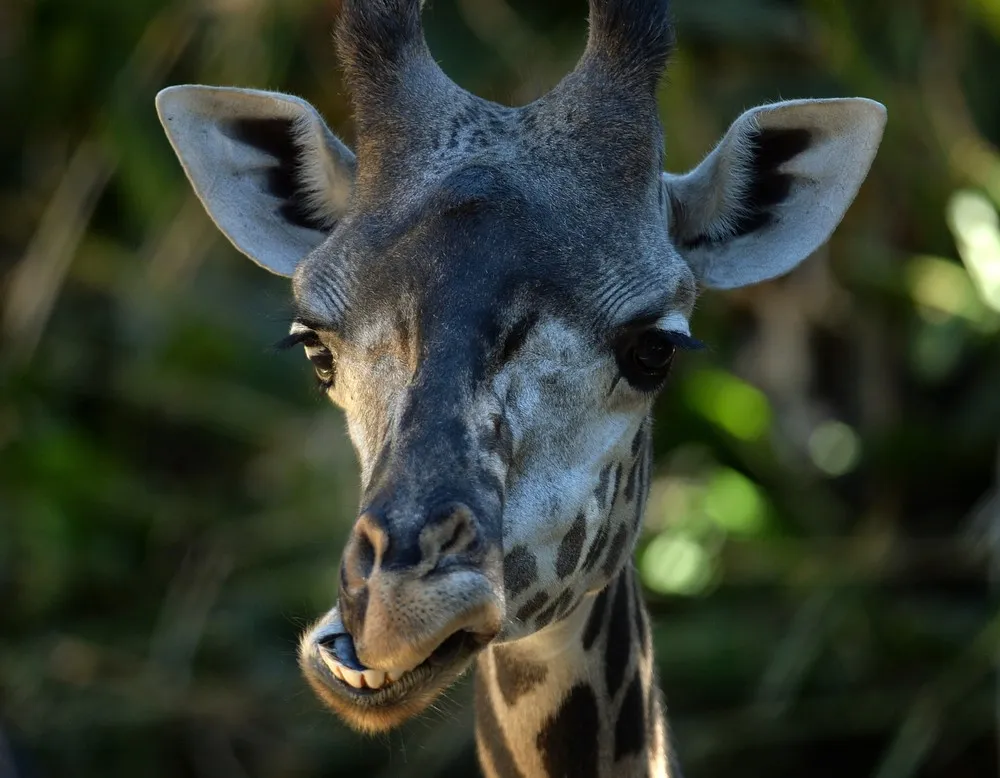 The Week in Pictures: Animals, October 4 – October 11, 2014