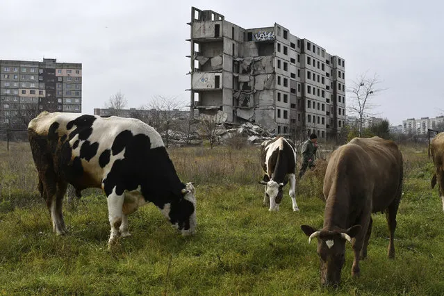A man walks with cows near a building damaged by shelling in Kramatorsk, Ukraine, Saturday, November 12, 2022. (Photo by Andriy Andriyenko/AP Photo)