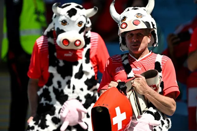 Switzerland supporters dressed in cow costume arrive for the Qatar 2022 World Cup Group G football match between Switzerland and Cameroon at the Al-Janoub Stadium in Al-Wakrah, south of Doha on November 24, 2022. (Photo by Kirill Kudryavtsev/AFP Photo)
