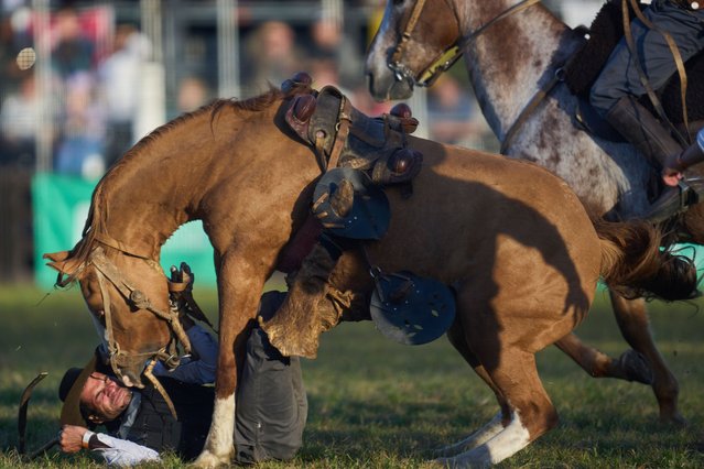 A gaucho, or South American cowboy, falls off of a horse during the Criolla Week rodeo festival in Montevideo, Uruguay, Monday, April 14, 2025. (Photo by Matilde Campodonico/AP Photo)