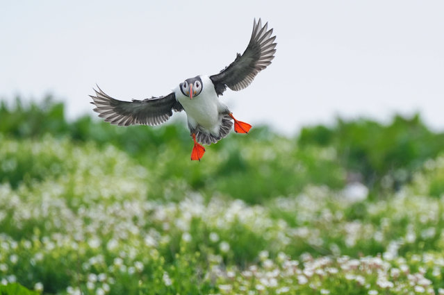A puffins flies on Inner Farne, Northumberland, UK on Tuesday, May 13, 2025 during the second consecutive annual puffin count since the islands closed for Covid-19 and Bird Flu, as the National Trust celebrates 100 years of caring for the Farne Islands. (Photo by Owen Humphreys/PA Images via Getty Images)