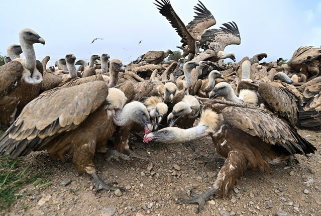 Hundreds of griffon vultures (Gyps fulvus) crowd the ground as as they eat carrion distributed by the Ornithological Group of Huesca at the “Muladar de Tiacuto” feeding site for scavenger birds near Nueno in northeastern Spain, on June 8, 2025. (Photo by Ander Gillenea/AFP Photo)