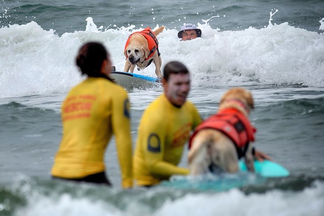 Jeffrey Nieboer, top right, watches as his Labrador retriever Charlie takes off on a wave while competing in the annual Incredible Dog Challenge western regional surfing competition in Huntington Beach, Calif., Friday, June 20, 2025. (Photo by Richard Vogel/AP Photo)