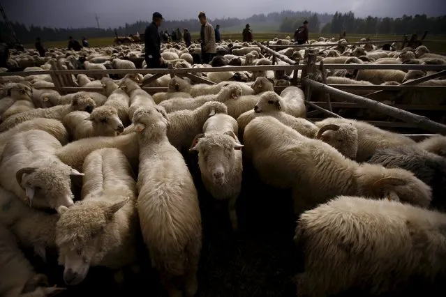 Owners look for their sheep among a herd during "rozchod", which in local language means giving back sheep to owners, during autumn Redyk in Gron village, Tatra Mountains region of southern Poland, October 7, 2015. (Photo by Kacper Pempel/Reuters)