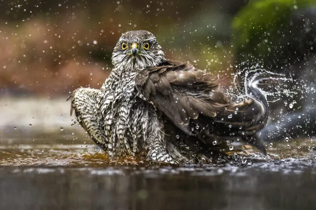 A sparrow hawk enjoys a pond bath and scans for food in a garden in Klazienaveen, Netherlands in the first decade of January 2023. (Photo by Ronald Berkgamp/Solent News)