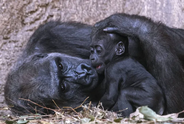 Baby gorilla Kio relaxes besides his mother Kumili at the zoo in Leipzig, Germany, Wednesday, February 7, 2018. Kio was born during the night between Dec. 5 and 6, 2017. Together with Diara and Kianga now are living three young gorillas in the group. (Photo by Jens Meyer/AP Photo)