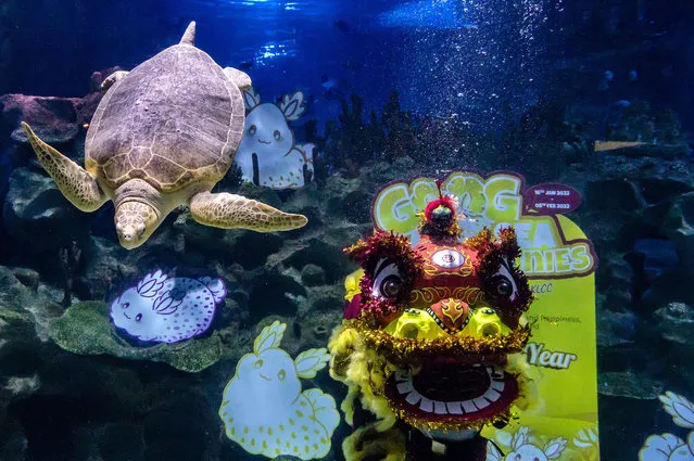 Divers perform the underwater lion dance at Aquaria KLCC ahead of Chinese New Year celebrations in Kuala Lumpur on January 18, 2023. The Chinese lunar new year, or Spring Festival, marked on 22 January 2023, and also marks the beginning of the Year of the Rabbit. (Photo by Mohd Firdaus/NurPhoto/Rex Features/Shutterstock)