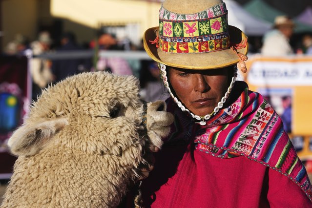 An Aymara woman and her llama participate in the15th National Camelid Expo, in El Alto, Bolivia, Saturday, July 26, 2025, as part of the country's Bicentennial celebrations. (Photo by Juan Karita/AP Photo)