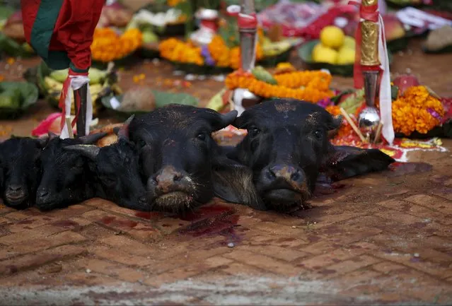 The heads of slaughtered water buffalos and goats are lined up on the ground after the animals were sacrificed to mark the "Dashain", Hinduism's biggest religious festival in Bhaktapur, Nepal, October 22, 2015. (Photo by Navesh Chitrakar/Reuters)