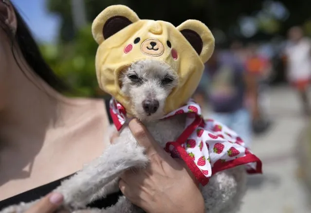 A woman holds her dog dressed for the “Blocao” dog carnival parade in Rio de Janeiro, Brazil, Saturday, February 18, 2023. (Photo by Silvia Izquierdo/AP Photo)