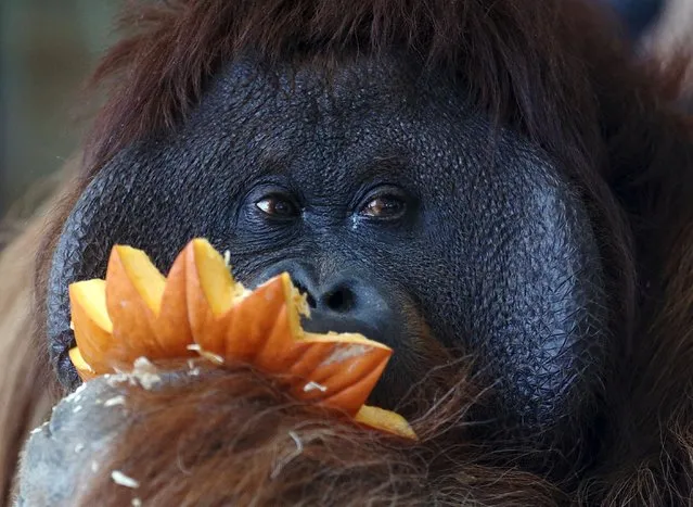 Orangutan Vladimir eats the remains of a decorated Halloween pumpkin in its enclosure at Schoenbrunn Zoo in Vienna, Austria, October 31, 2015. (Photo by Heinz-Peter Bader/Reuters)
