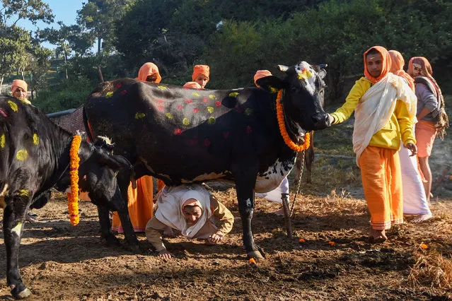 Hindu devotees worship a cow – regarded as an incarnation of the Hindu Goddess of prosperity Laxmi – during Tihar, the festival of lights that is celebrated at the same time as Diwali, in Kathmandu on November 15, 2020. (Photo by Prakash Mathema/AFP Photo)