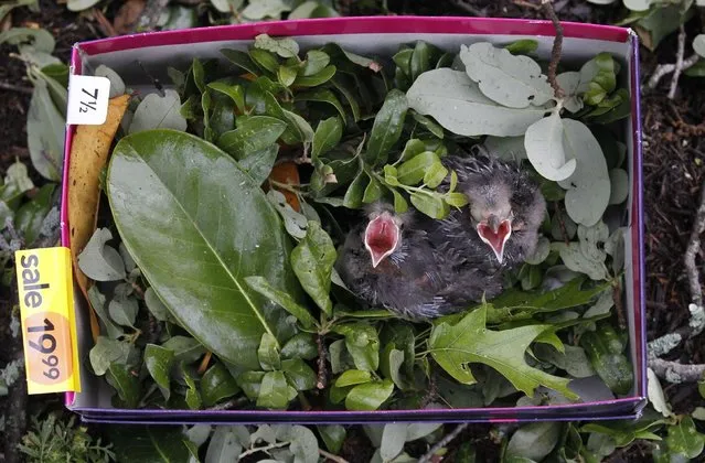 Baby birds are rescued from a fallen tree at the home of Joshua Keith on Thursday, May 16, 2013, after a tornado destroyed part of Cleburne, Texas late Wednesday night. A rash of tornadoes slammed into several small communities in North Texas overnight, leaving at least six people dead, dozens more injured and hundreds homeless. The violent spring storm scattered bodies, flattened homes and threw trailers onto cars. (Photo by Michael Ainsworth/AP Photo/The Dallas Morning News)