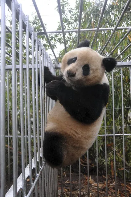A giant panda named Huajiao climbs the bars on a cage at the China Conservation and Research Centre for the Giant Panda, in Wolong, Sichuan province, November 17, 2015. The centre is preparing the two-and-a-half-year old giant panda to be released to the wild, according to local media. (Photo by Reuters/China Daily)