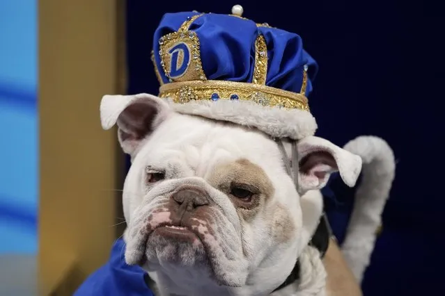 Patch, owned by Jennifer Hinton, of Fort Dodge, Iowa, sits on the throne after being crowned the winner of the 44th annual Drake Relays Beautiful Bulldog Contest, Monday, April 24, 2023, in Des Moines, Iowa. The pageant kicks off the Drake Relays festivities at Drake University where a bulldog is the mascot. (Photo by Charlie Neibergall/AP Photo)