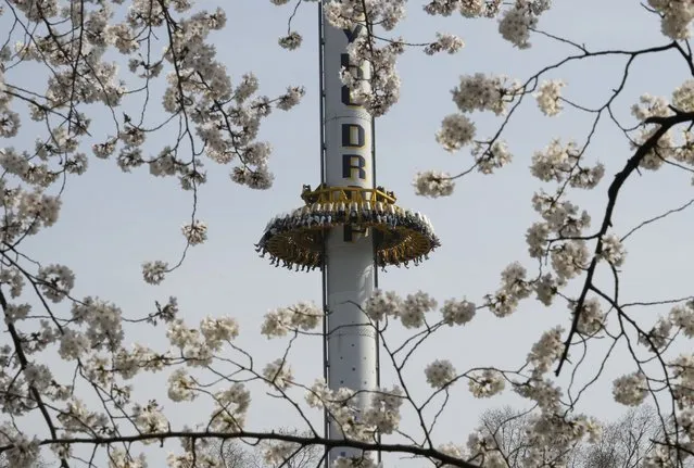 People ride on Gyro Drop seen through cherry blossoms in full bloom at a park in Seoul, South Korea, Thursday, March 30, 2023. (Phoot by Ahn Young-joon/AP Photo)