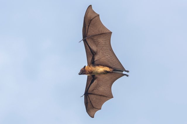 A bat flies at Koshi Tappu Wildlife Reserve in Sunsari District, Nepal, 01 December 2025. The reserve is a protected wetland in the eastern Terai and one of Nepal’s most visited bird-watching destinations. (Photo by Narendra Shrestha/EPA)