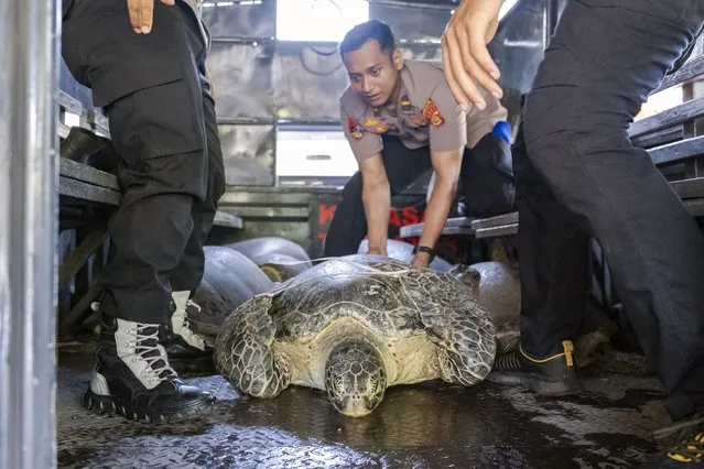 Indonesian Marine Police load sea turtles into a truck after they were seized from an illegal poacher in Denpassar, Bali, Indonesia, 01 May 2023. A total 21 green turtles (Chelonia Mydas) has reportedly been seized from the illegal poachers. Although regulated by law, sea turtles and parts of turtle trade is still frequently taking place in many places in Indonesia. (Photo by Made Nagi/EPA)