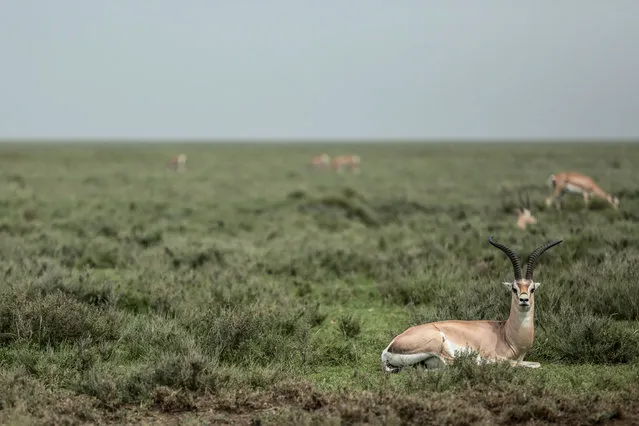 In this photo taken Saturday, January 17, 2015, impalas rest in Serengeti National Park, west of Arusha, northern Tanzania. (Photo by Mosa'ab Elshamy/AP Photo)