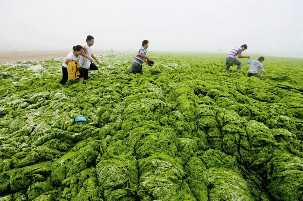 Seaweed Swamps Qingdao Coastline