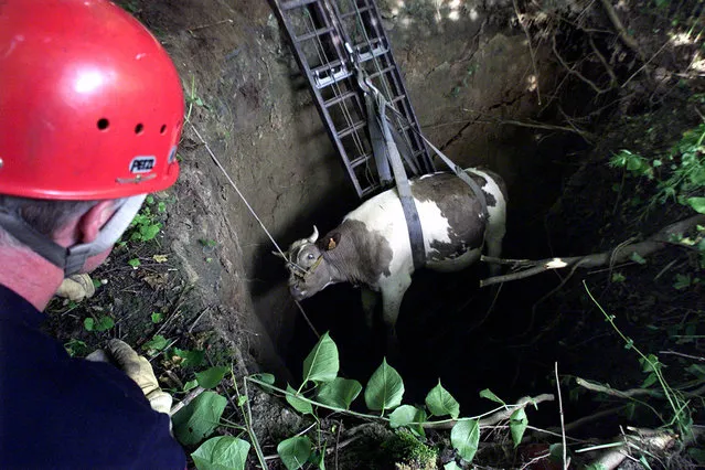 A fireman watches a cow being lifted out of a five meter deep hole at Saint Saulve near Valenciennes, northern France, on June 19, 2001. The ground collapsed as two cows crossed over an underground quarry. The cows were unhurt. (Photo by Reuters via The Atlantic)