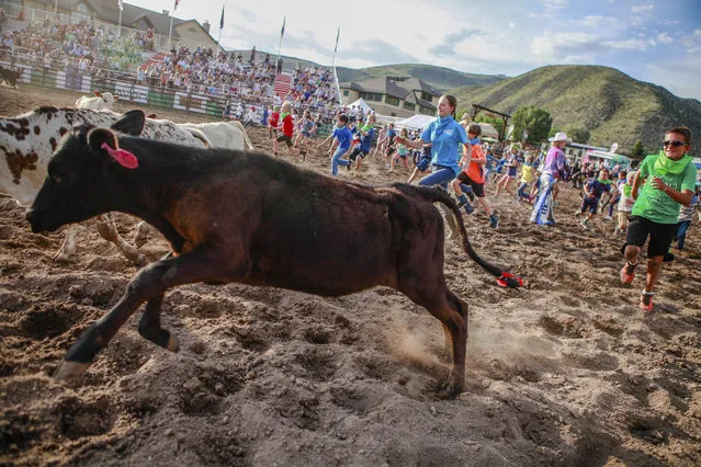 Kids run after calves during the Calf Scramble as part of the Beaver Creek Rodeo on Thursday, June 28, in Avon, Colo. (Photo by Chris Dillmann/Vail Daily via AP Photo)