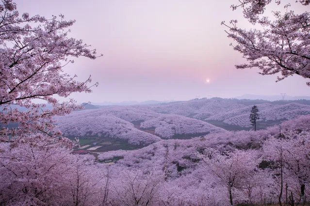 Photo taken on March 16, 2021 shows cherry blossoms at the cherry garden in Huangla Township, Anshun City of southwest China's Guizhou Province. Huangla Township has taken advantage of cherry blossom tourism industry to develop the local economy and provide jobs for nearby areas. (Photo by Xinhua News Agency/Rex Features/Shutterstock)