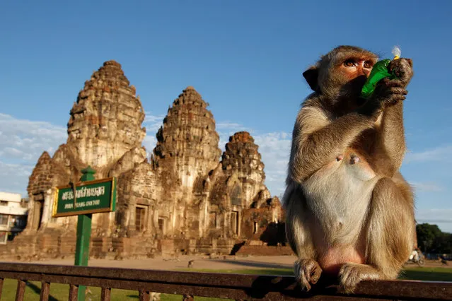 A monkey drinks in front of the Phra Prang Sam Yot temple during the annual Monkey Buffet Festival  in Lopburi province, north of Bangkok, Thailand November 27, 2016. (Photo by Chaiwat Subprasom/Reuters)