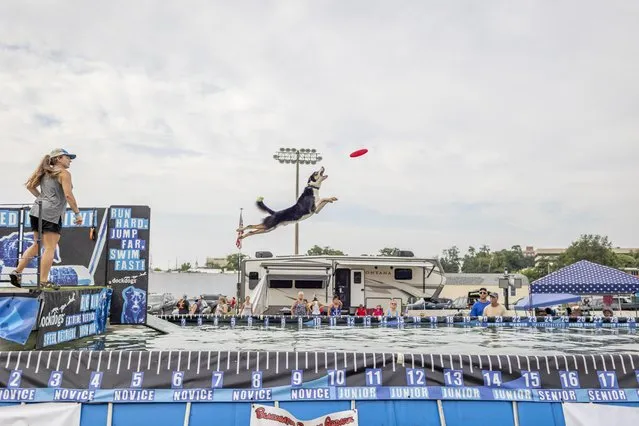 The Chesapeake Dock Dogs take part in the Big Air contest – a long jump for dogs who retrieve a toy from the water – at Montgomery County Fair, Maryland on August 13, 2023. (Photo by Eric Kayne/Avalon)