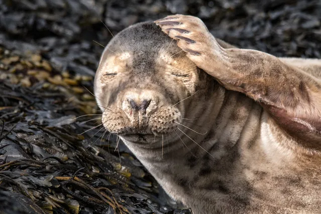 A young seal rubs its head on the Isle of Man, UK. (Photo by Mike Radcliffe Photography)