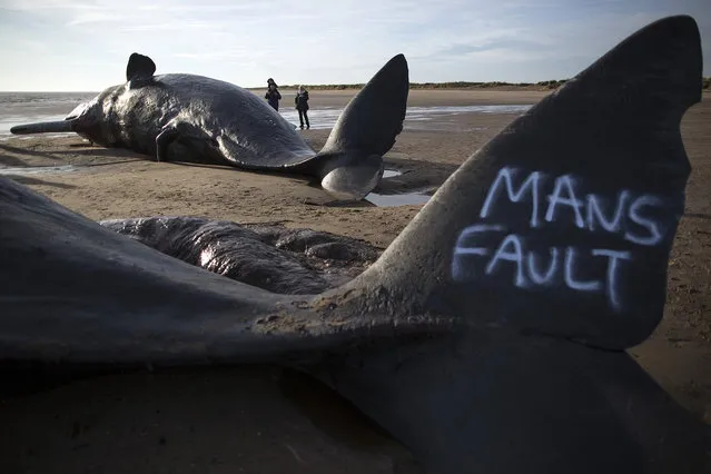 Graffiti saying “mans fault” is seen on the tail of one of three Sperm Whales that were found washed ashore on a beach near Skegness over the weekend on January 25, 2016 in Skegness, England. (Photo by Dan Kitwood/Getty Images)