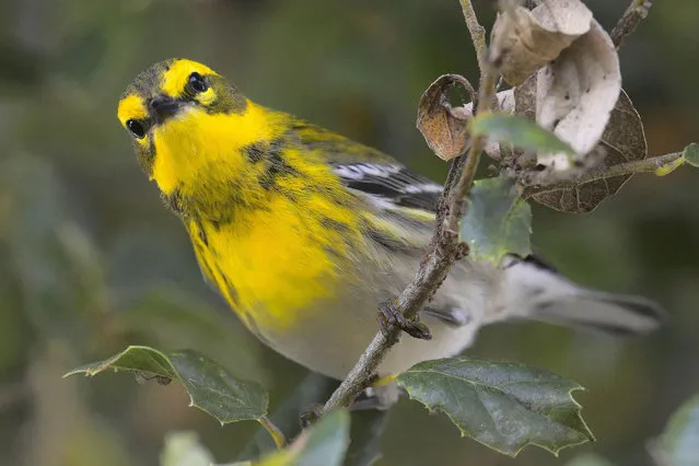 A Townsend’s warbler foraging in an oak tree for insects and their larvae in Pacific Grove, California, US on September 25, 2023. (Photo by Rory Merry/ZUMA Press Wire/Rex Features/Shutterstock)